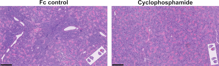 Submandibular gland hematoxylin and eosin staining illustrative images